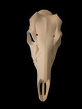 Deer antler euro mount
